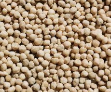 Sulfate d’ammoniaque granulé, engrais azoté soufré 21 % N